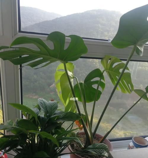 龟背竹花语（探寻龟背竹花语的意义与象征）