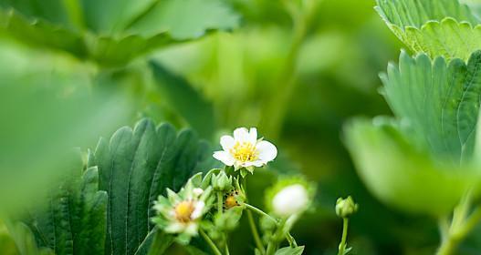 草莓花的寓意和象征意义（探寻草莓花在文化和传统中的地位）