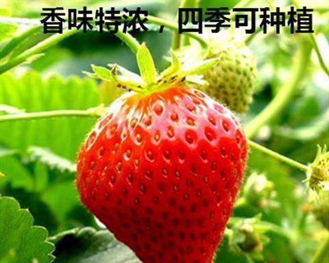 草莓种植时间与季节选择（什么季节种植最好）