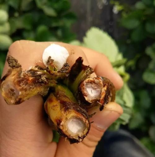 草莓菌核病的防治方法（草莓菌核病药物治疗）