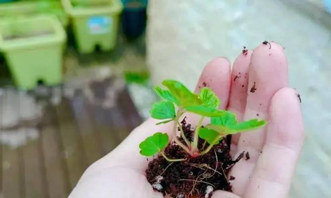 草莓苗的日照需求（能否晒太阳）