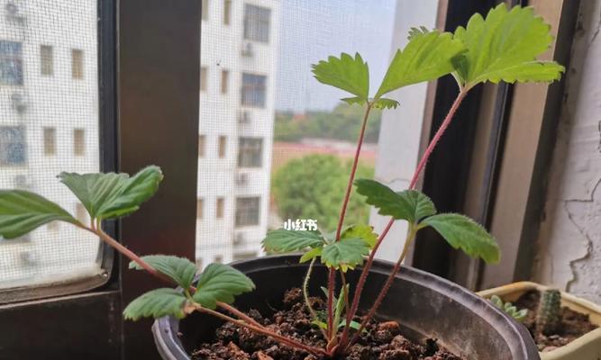草莓苗修剪方法全解（科学修剪）