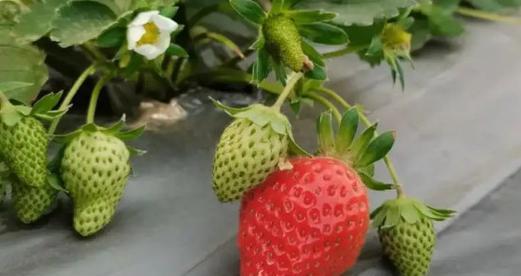 如何选择最优品质的草莓（草莓品种、产地、外观等关键指标）