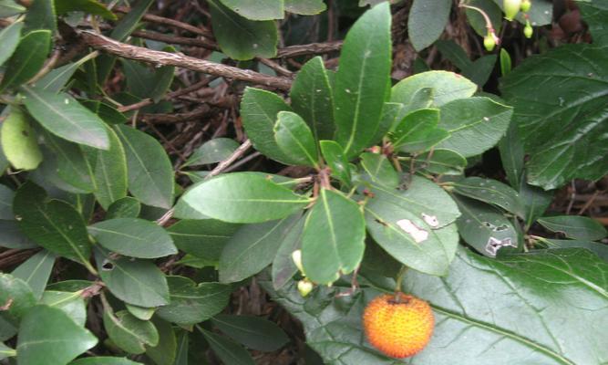 草莓的种植与栽培（探秘草莓的生长习性与特点）