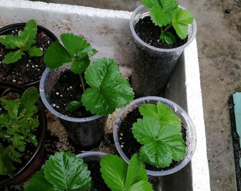 草莓秧的种植时间选择（掌握草莓种植的最佳时间点）