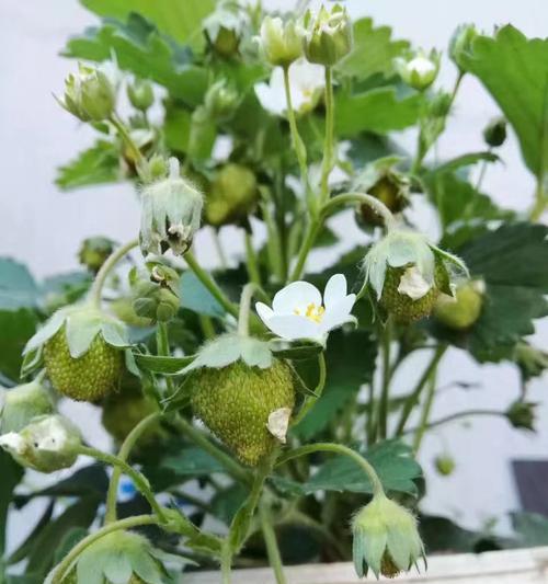草莓一年开几次花（揭秘草莓的生长周期及优质品种推荐）