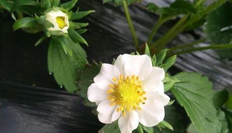草莓一年开几次花（揭秘草莓的生长周期及优质品种推荐）