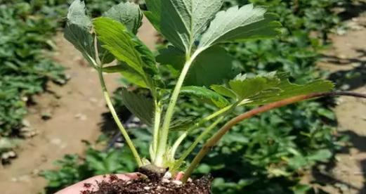 草莓修剪方法详解（轻松学会草莓修剪技巧）
