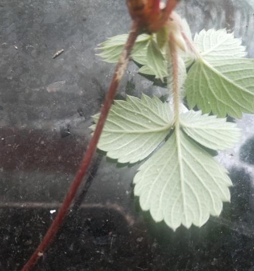 草莓长虫子该如何处理（教你快速识别和处理草莓上的害虫）