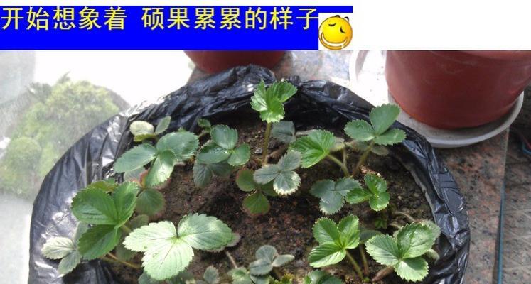草莓种子的形成过程（从开花到结果）