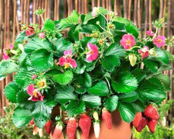 草莓种子的种植全过程——时间、方法与技巧