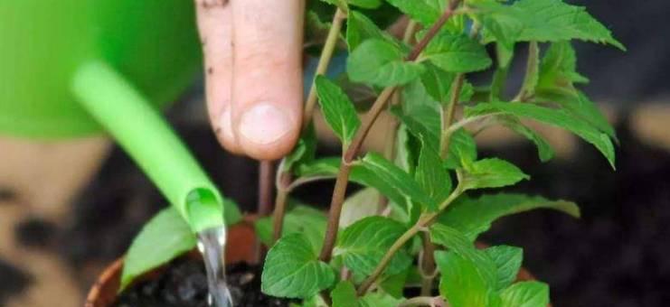 草木灰养花秘籍（让花儿更茁壮成长的绝佳选择）