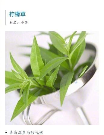 厕所适合种什么植物（打造清新空气）