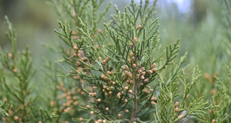 侧柏开花结果时间表：什么时候开花结果？