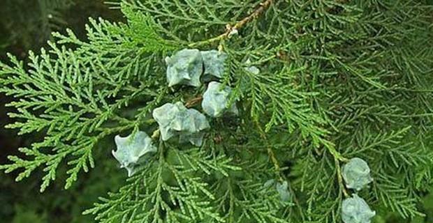 侧柏是常绿植物吗（探究侧柏的落叶与常绿特性）