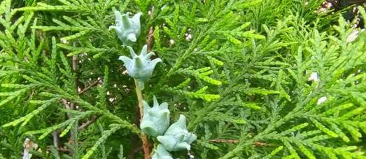 侧柏的植物类型及生长习性（探究侧柏的生态特征）