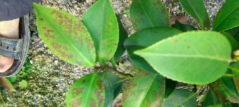 茶花病虫害防治方法与技术措施（掌握关键技巧轻松保护茶花健康）