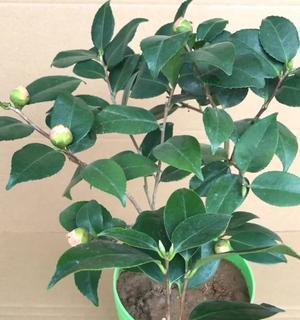 茶花插枝的生存能力究竟如何（探究茶花插枝生存能力的实验和结果）
