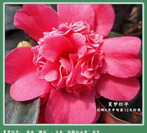 茶花催花时间和方法（打造鲜艳多姿的茶花盆栽）
