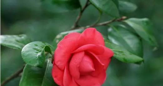 茶花——代表优雅与典雅