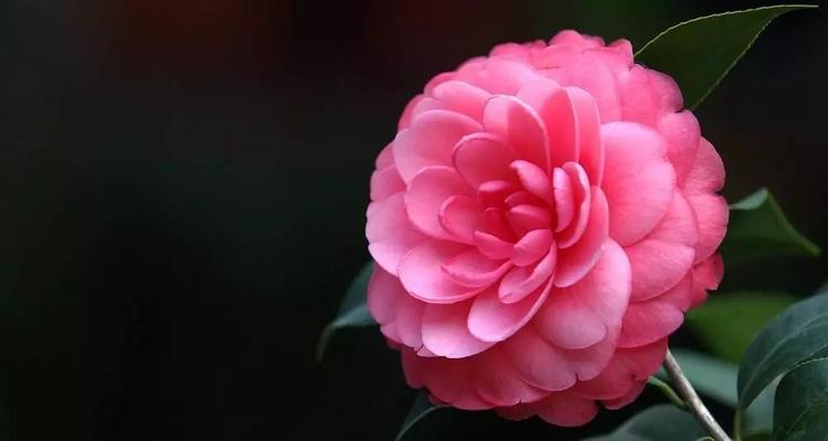山茶花的花语和象征意义（探寻山茶花的精神内涵和文化意义）