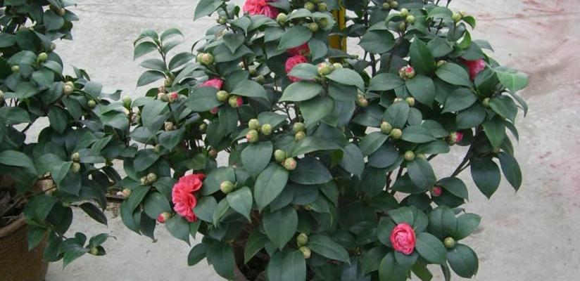 茶花的生长环境与条件（茶花在不同生长地方的生长情况）
