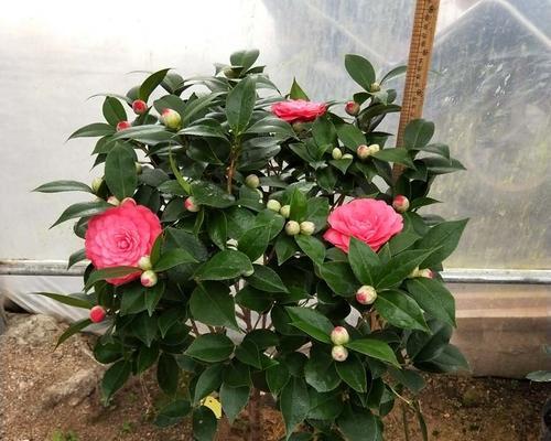 茶花的生长环境与条件（茶花在不同生长地方的生长情况）