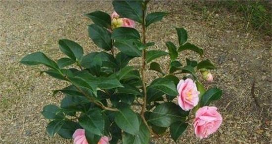 茶花的生长环境与条件（茶花在不同生长地方的生长情况）