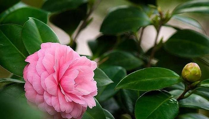 四季茶花的养殖技巧（从选种到繁殖）