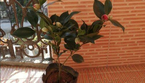 茶花冬天为何掉叶子（解析茶花冬季生长的四个关键环节）