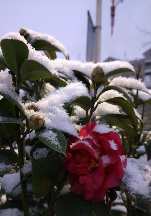 茶花冬天为何掉叶子（解析茶花冬季生长的四个关键环节）