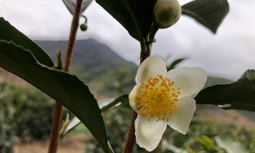 茶花开花时间的关键因素（了解茶花生长周期和养护技巧的必要性）