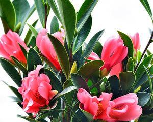 茶花开花时间及次数详解（一年开几次花）