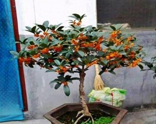 茶花嫁接时间和方法：如何让茶花繁盛生长？