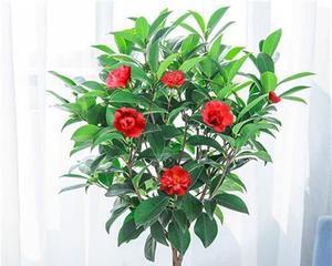 露天养殖茶花的注意事项（茶花的适应性与养护技巧）