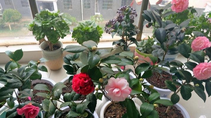 露天养殖茶花的注意事项（茶花的适应性与养护技巧）
