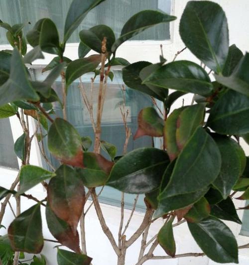 茶花的养护小常识（夏季晒太阳好还是不好）