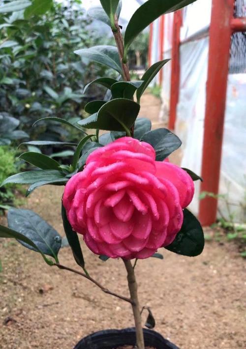 茶花水培的方法与注意事项（水培养殖）