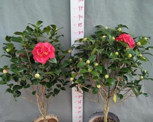 水养茶花的正确方法（让茶花在水中绽放自然之美）