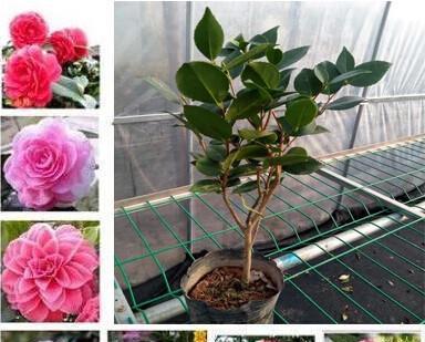 茶花的耐寒温度与保护方法（如何让茶花在严寒中生存）