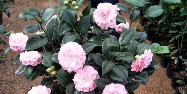 山茶花的光照要求（了解山茶花的阳光需求）
