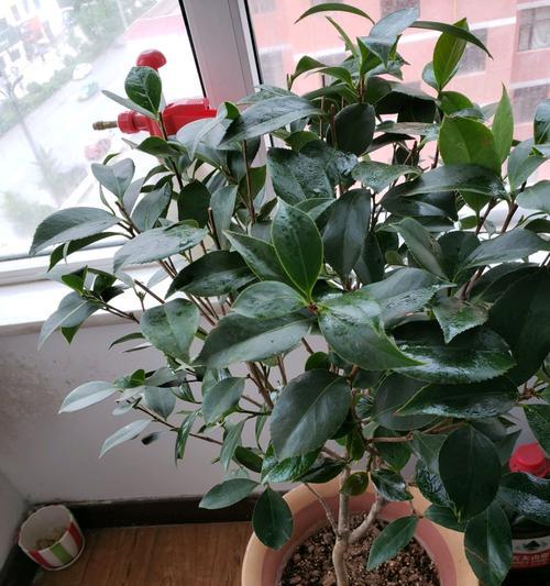 茶花的配土与种植土壤（打造适合茶花生长的土壤）