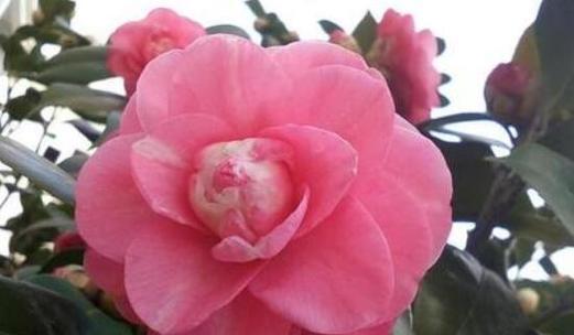 茶花开花季节及详细介绍（一年四季赏茶花的最佳时间）