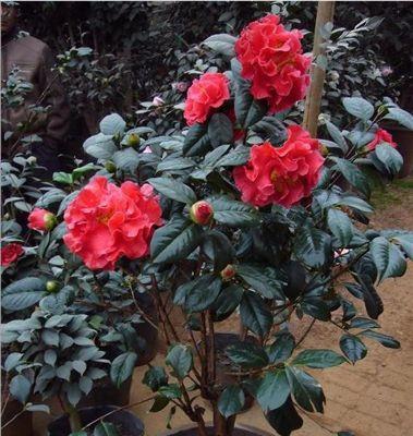 茶花开花时间和花期长短（了解茶花的生长特性和养护方法）