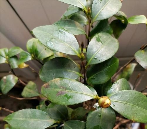 山茶花开花季节的探秘（揭开山茶花生长习性的神秘面纱）