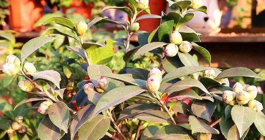山茶花的生长环境条件和特点