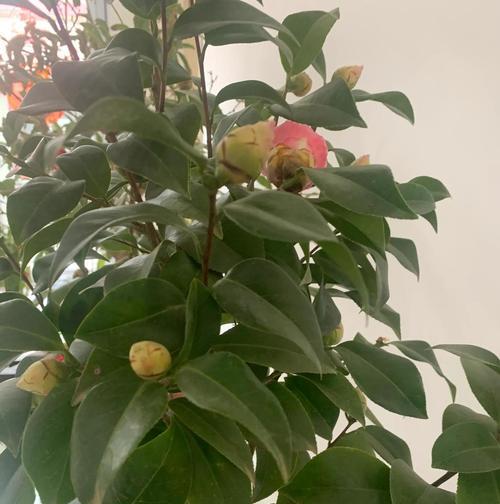 如何给茶花施肥（选择合适的肥料）