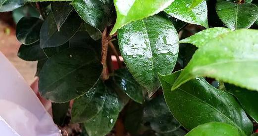 冬天移栽茶花树可行性分析（茶花树冬季移植的注意事项及方法）