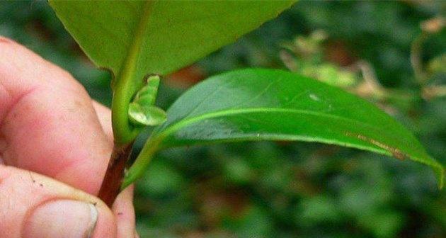 茶花树根系的发达程度及其作用（探究茶花树根系的特点与功能）