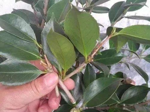 茶花树根系的发达程度及其作用（探究茶花树根系的特点与功能）
